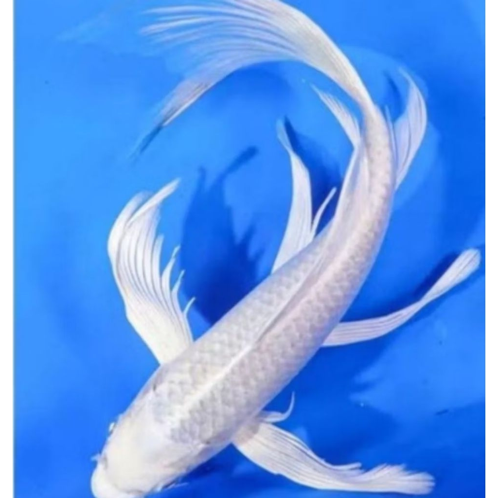 koi slyer plintiunum kumpay buntut panjang asli blitar 18cm dekorasi Akuarium BERGERANSI aquaseceps 
