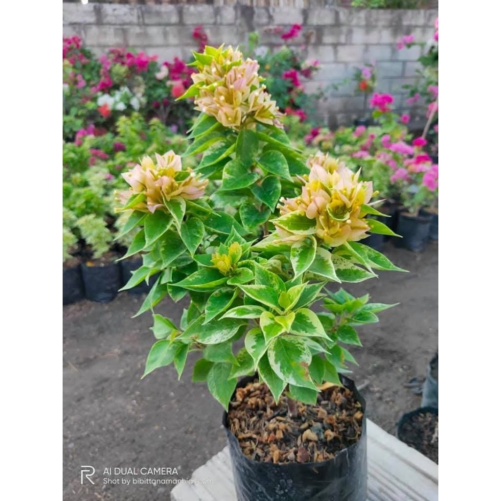 Tanaman Hias Bougenville Singapore Bunga Kuning Daun Varigata  (Ori) Import