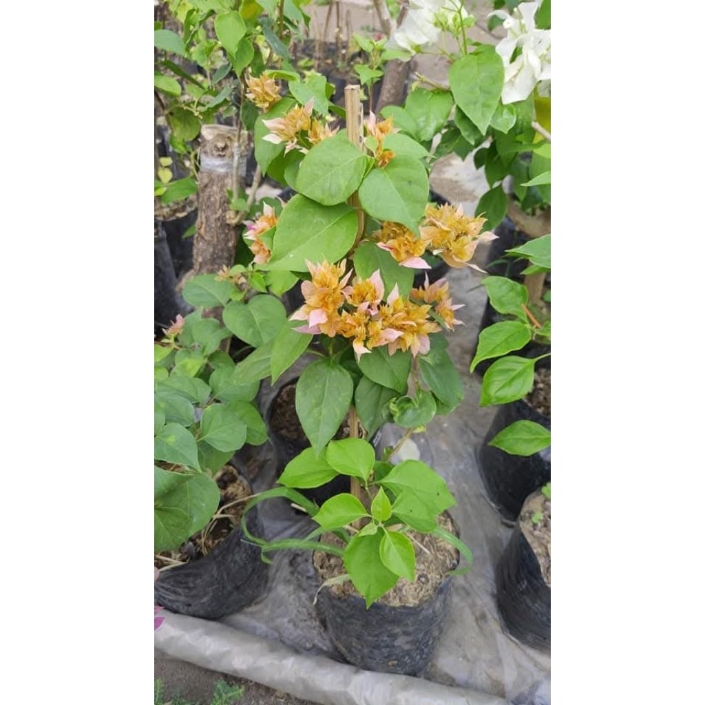 Tanaman Hias Bougenville Id Hawai/Bolsom Kuning (Ori)