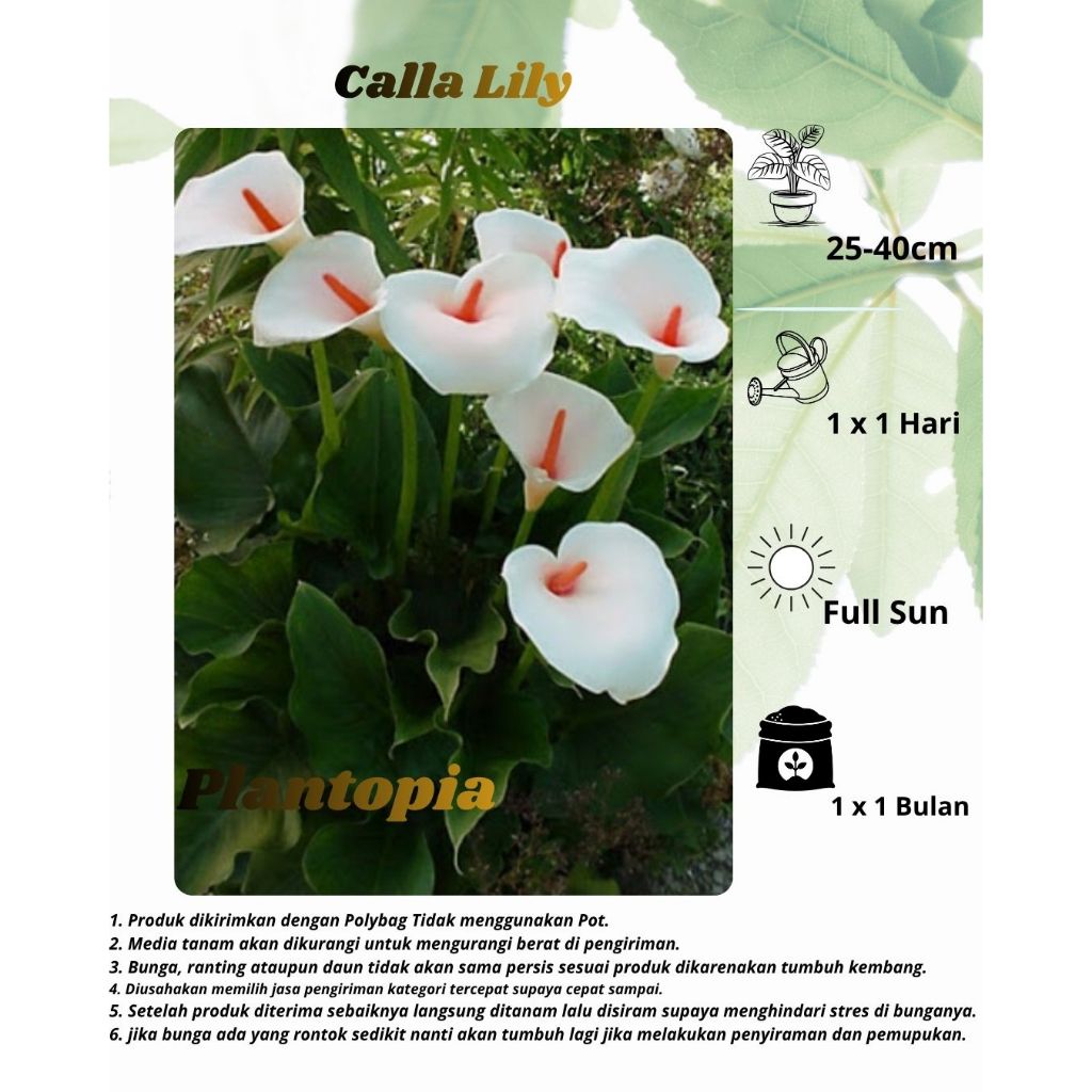 Calla Lily - Bibit Bunga Cala Lily Putih Zantedeschia - Tanaman Hias Bunga Elegan, Mudah Dirawat, Co