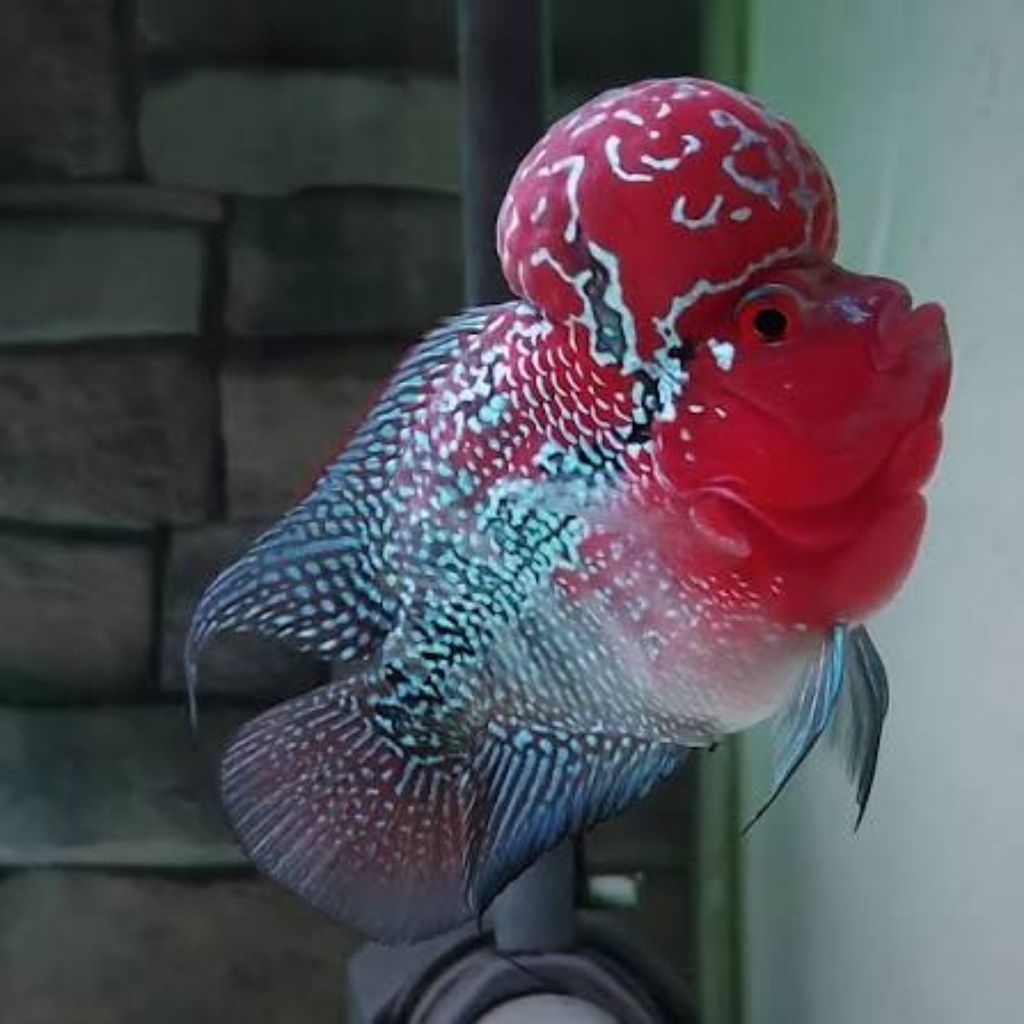Louhan SRD Bonsai Perfect Bomb Head Kirim Bergaransi