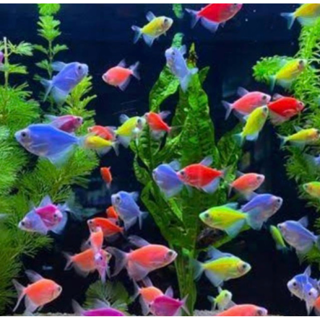Tetra Warna-Warni (glofish) Ikan Hias Air Tawar