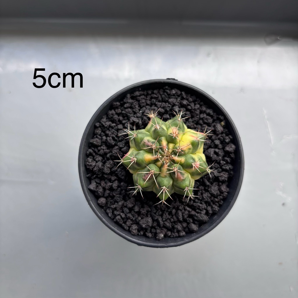 gymnocalycium mihanovichii marbel