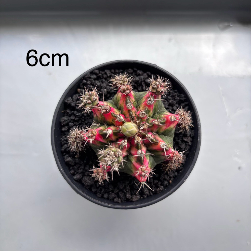 gymnocalycium mihanovichii multicolor