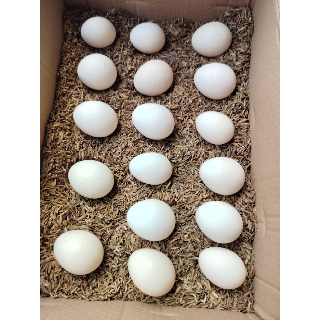 Telur fertil ayam kampung  (Elba)