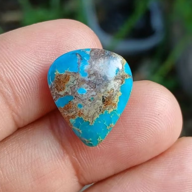 pirus persia biru ceplok