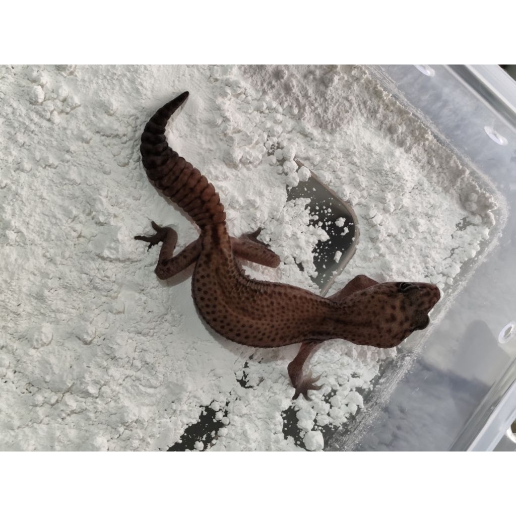 aft african fat tailed gecko patty ph amel female