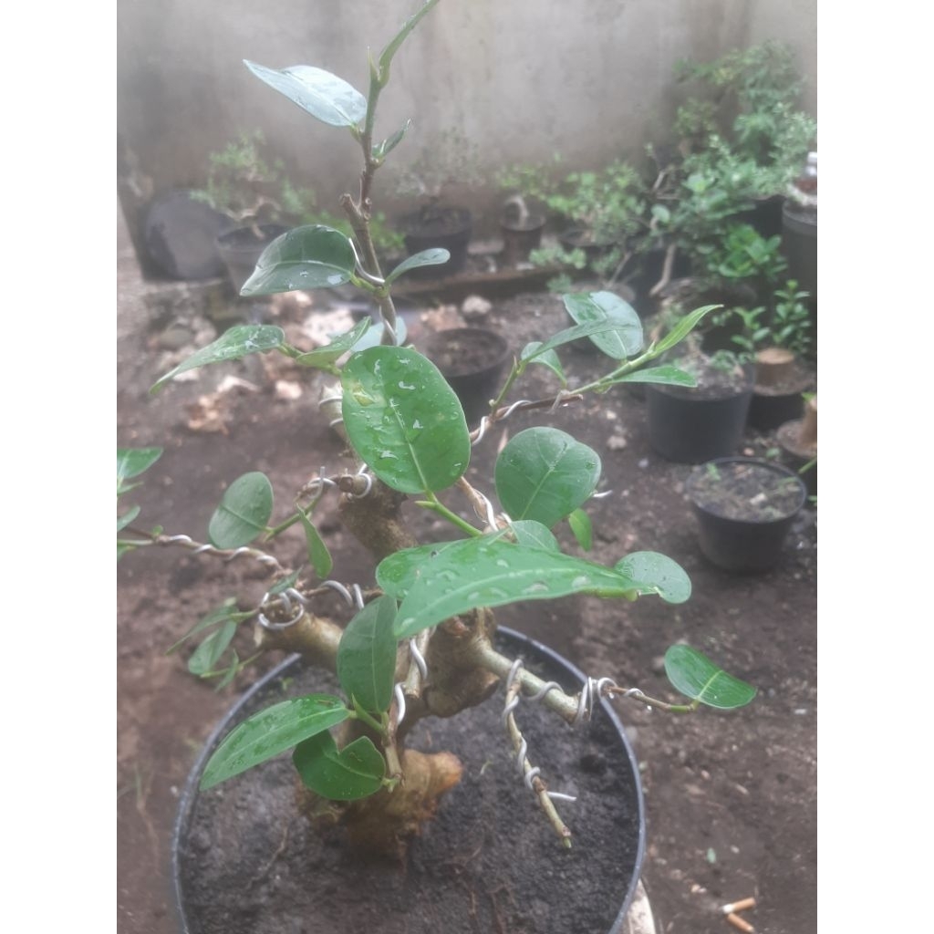 Bonsai Bahan Langka Amplas Taiwan Ory Sesuai Foto