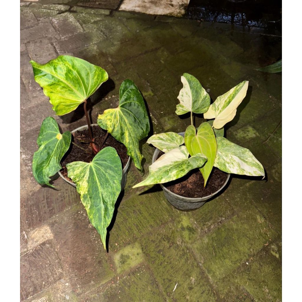 Anthuriun Kuping Gajah Varigata ( BOKED )