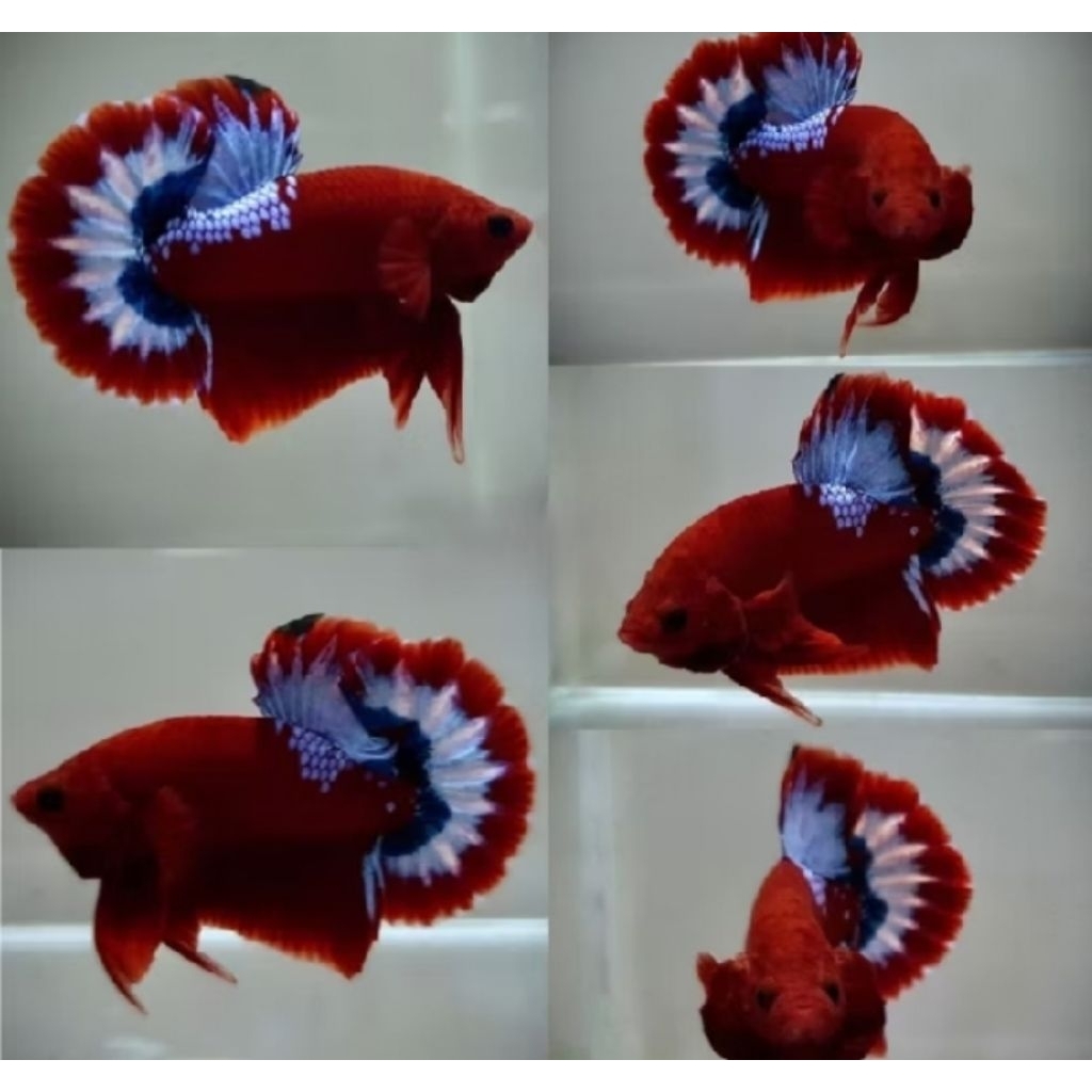 Hiasan aquarium plakat hellboy dewasa