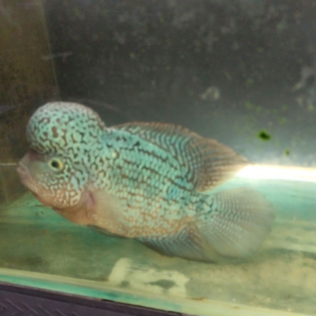 Hiasan Aquarium / Louhan Kamfa F2 import thailand 15-18 cm