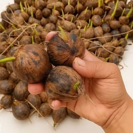Termurah Bibit kecambah pohon pinang unggul