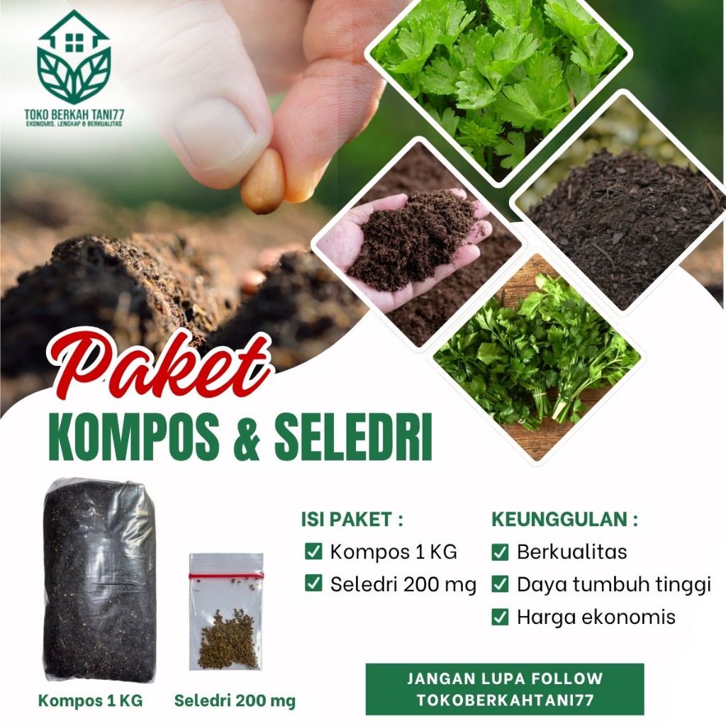 Benih Seledri Siap Tanam Benih Sayur Seledri Siap tanam