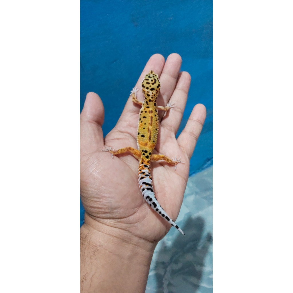 Mainan Leopard Gecko Emerine Jungle