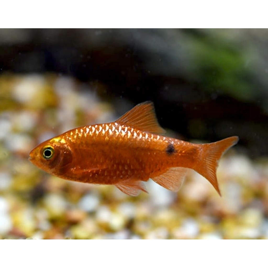 Aksesoris Aquarium Hiasan Barbieee / Ikan Barb Hiasan Aquascape |Ikan Hias Bozz Louhan|