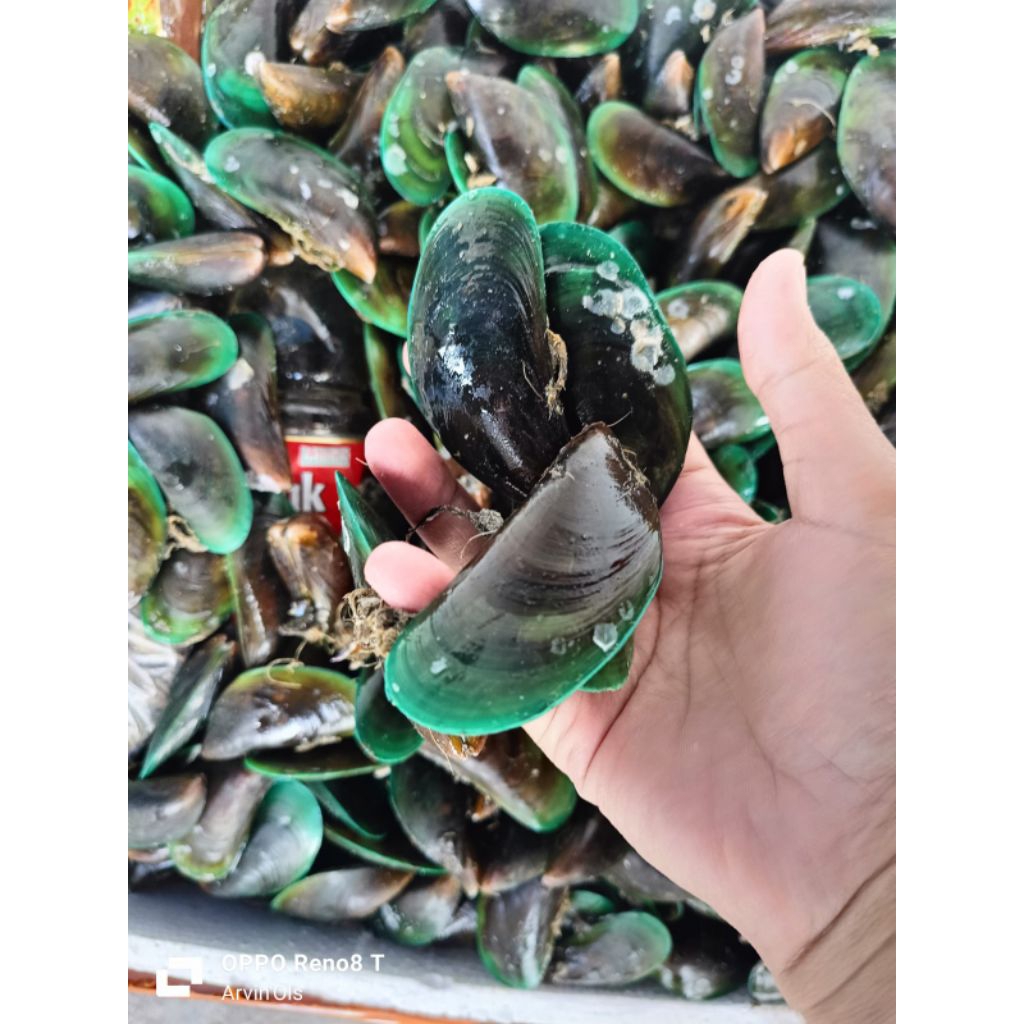 KERANG IJO