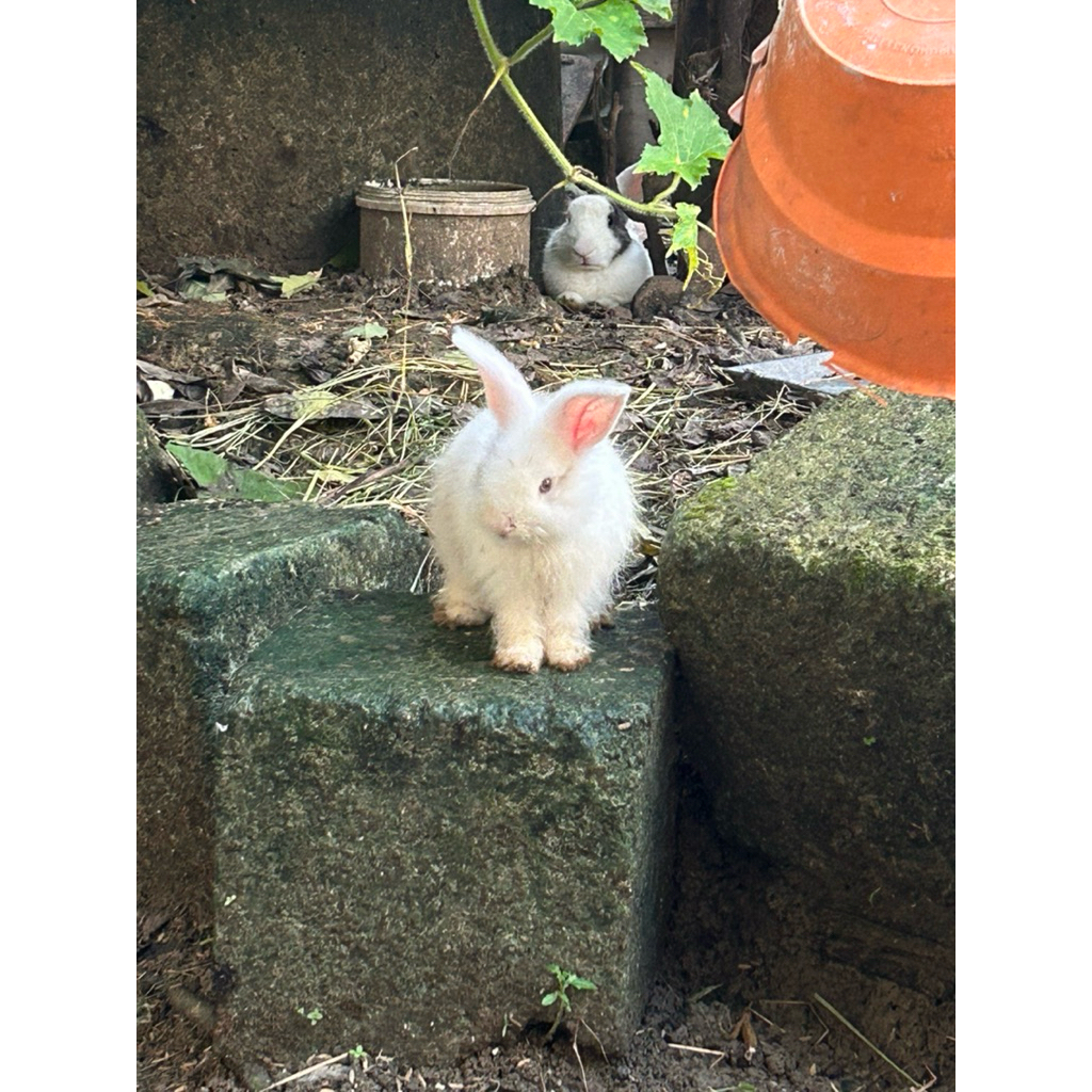 hewan kelinci hidup jenis anggora lokal