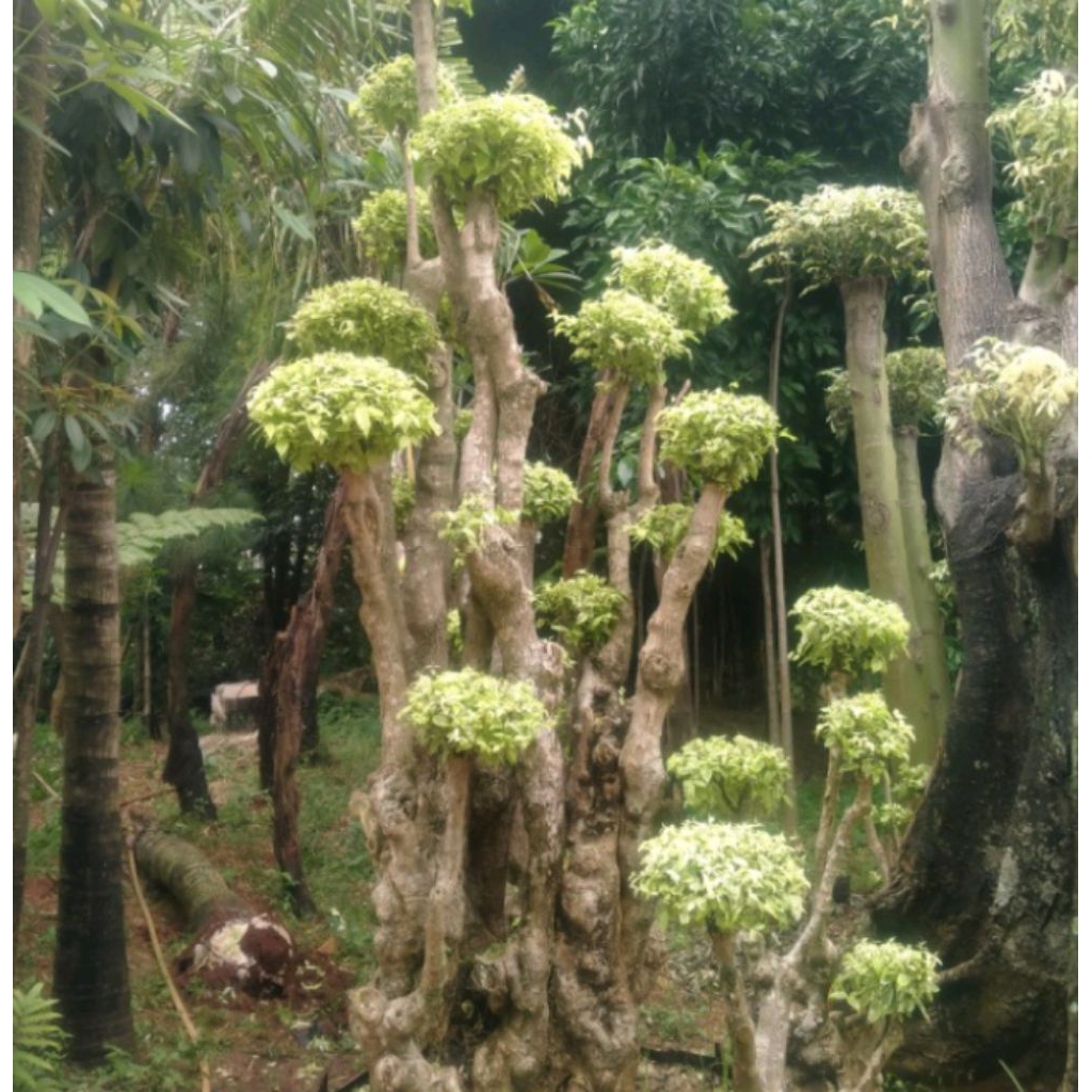 Bonsai Anting Putri Asli - Tanaman Hias Bonsai Anting Putri Murah