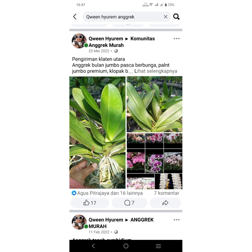 anggrek bulan spike