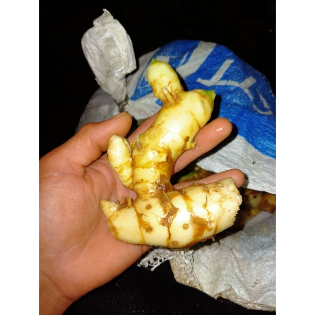 kunyit putih asli