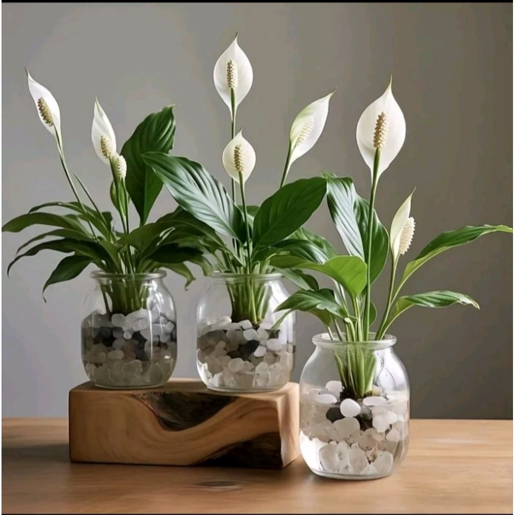 Tanaman hias peace Lily/Lily peace bunga putih