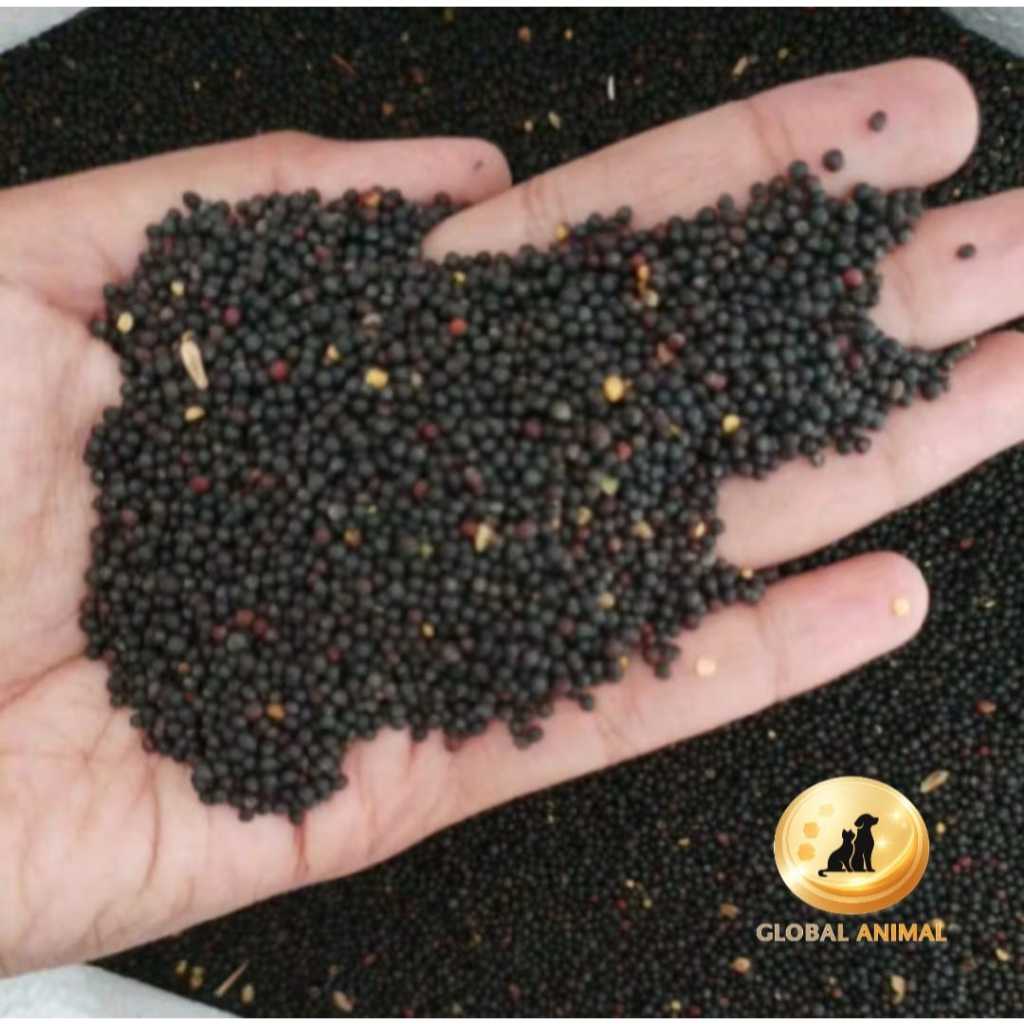 BIJI SAWI IMPORT pakan burung biji organic makanan burung lovebird