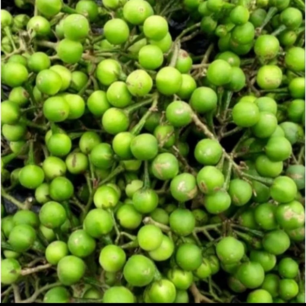 buah rimbang 250-1000 takokak buat sayur dan obat mata harga grosir khusus medan sumut