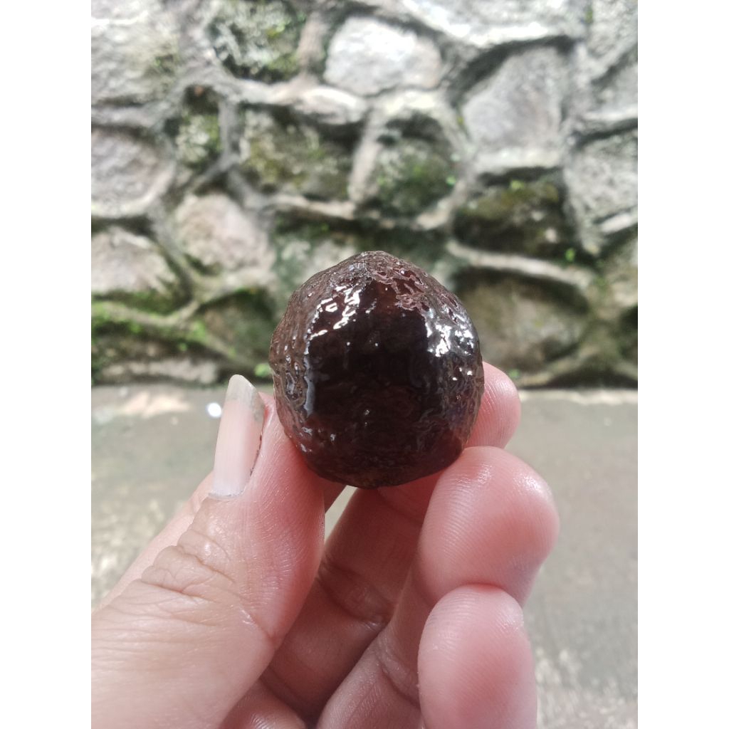 Muncang/ Kemiri jenis Yanti pelak cilawu garut