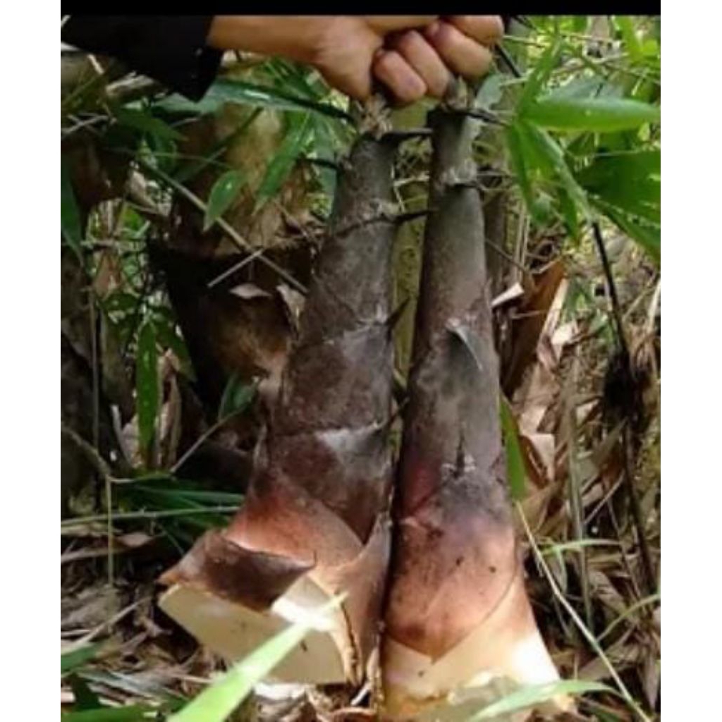 Rebung Bambu / Bambu muda / Rebung Sayur iwung segar dari hutan