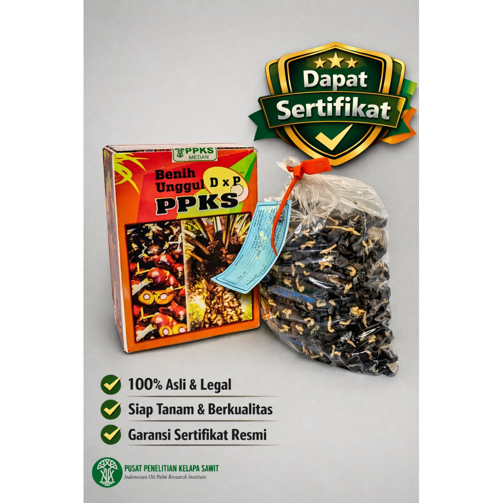 Bibit Kecambah Sawit PPKS 239 Unggul