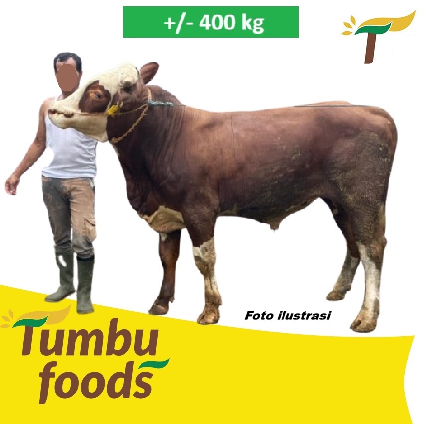 Sapi Kurban Idul Adha Hewan Hidup - DP/Booking Fee - Free Ongkir Qurban