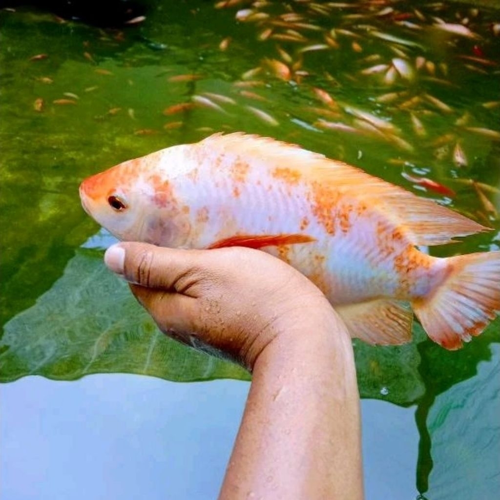 indukan nila 5 jari up (paket budidaya) nila bangkok nila merah