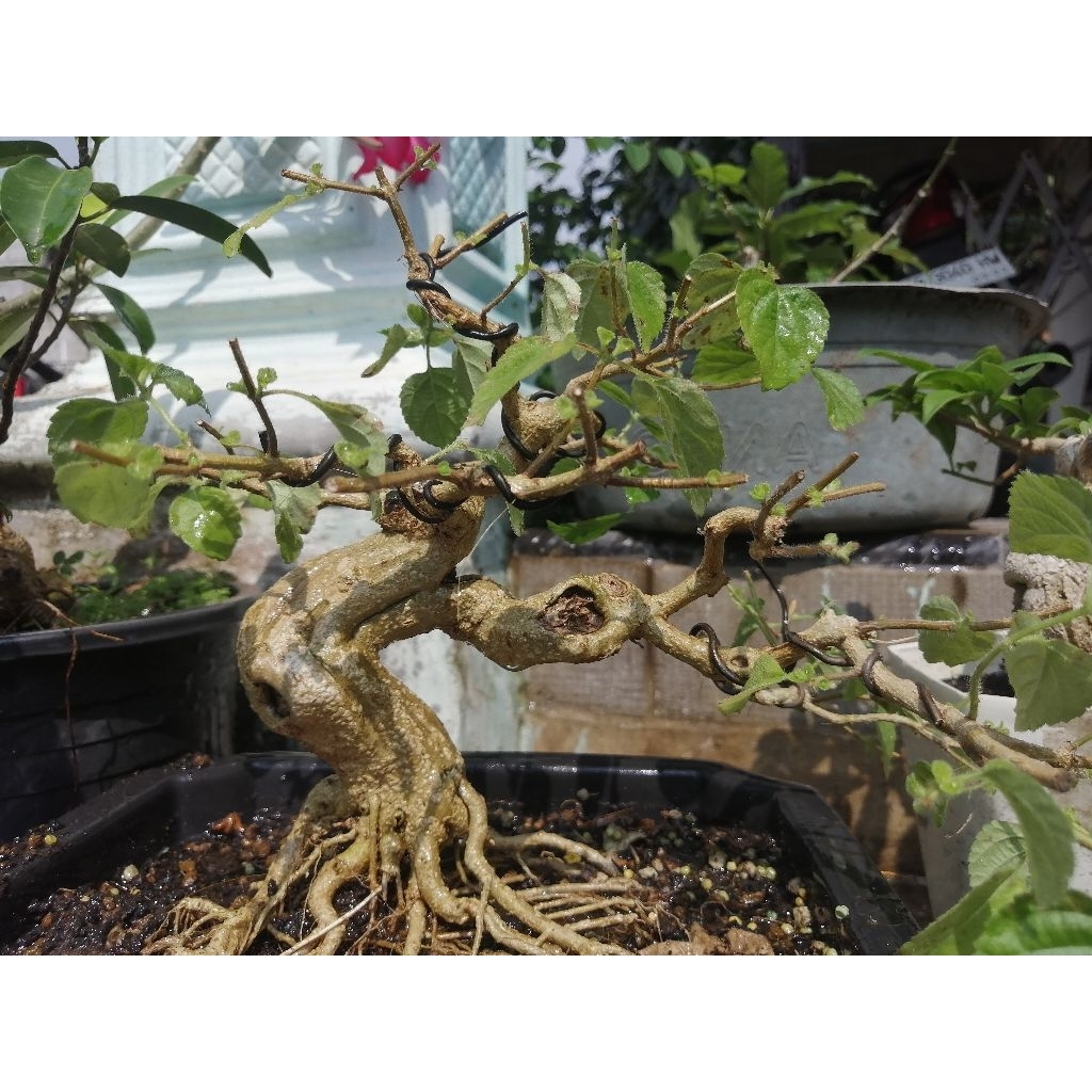 bonsai lantana prokar karakter