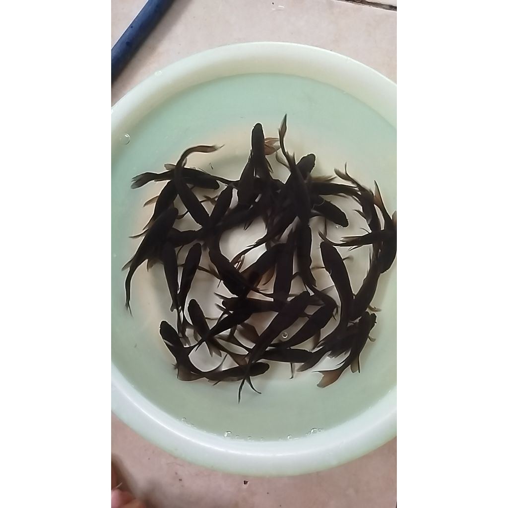 Ikan Koi Karasu Slayer 8-10cm karasu kumpay