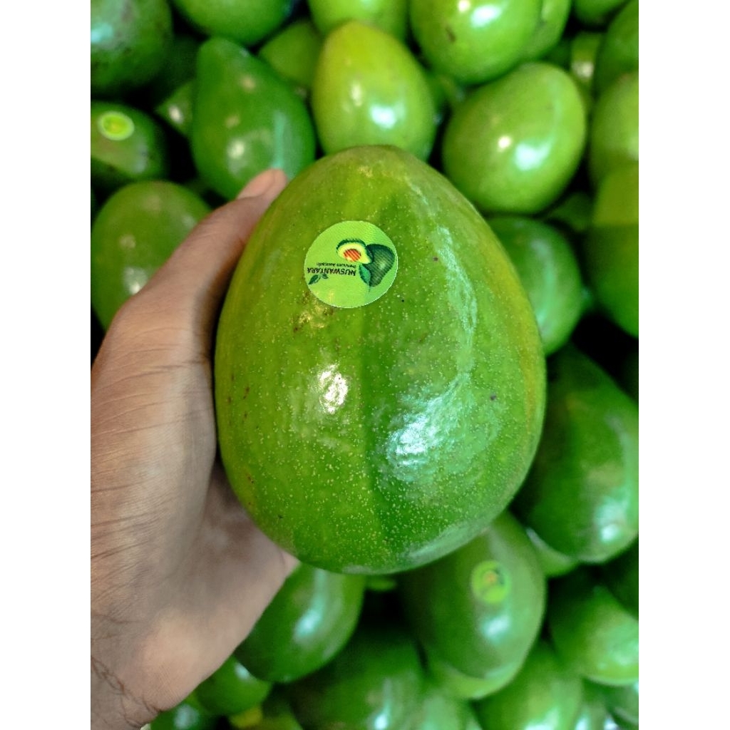 buah alpukat mentega bangka alpukat mentega 1kg
