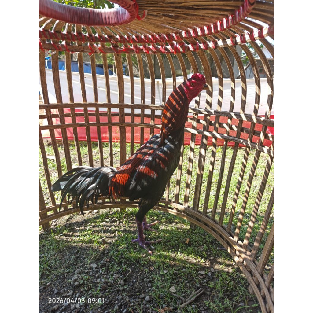 Materi Bangkok Pakhoy Mangon Plucker