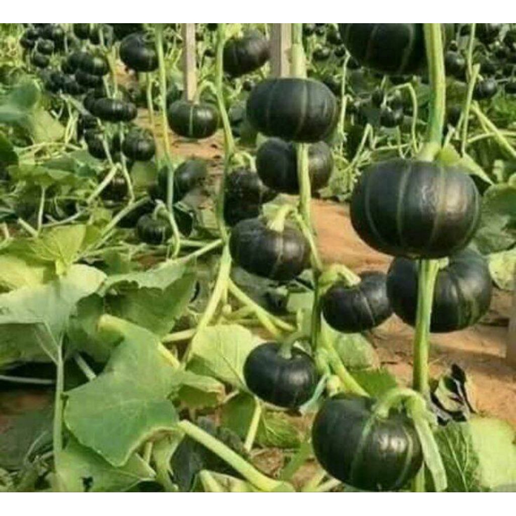 Benih Biji Labu Kabocha Benih Bibit Biji Labu Jepang