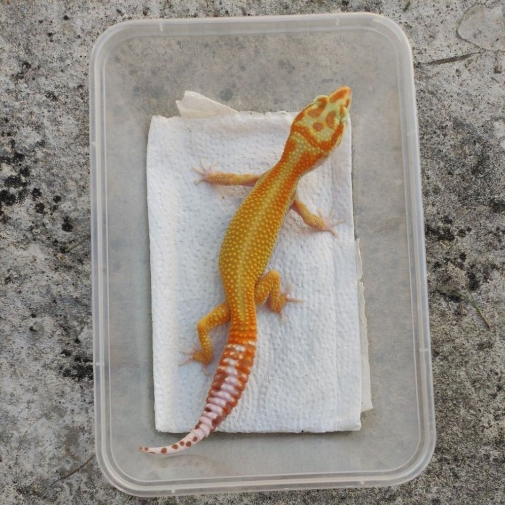 MAINAN ANAK GECKO JUVE_APTOR RS LINE MALE