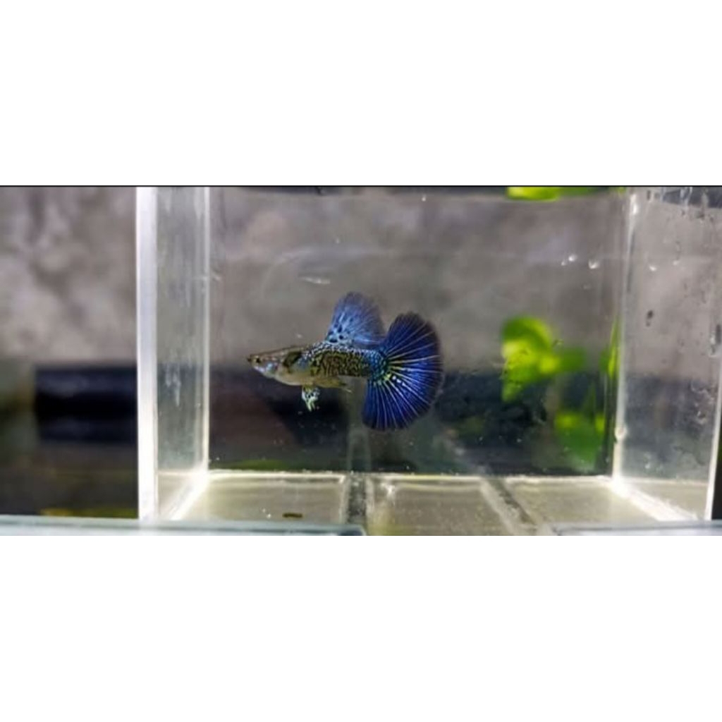 pewangi guppy blue dragon