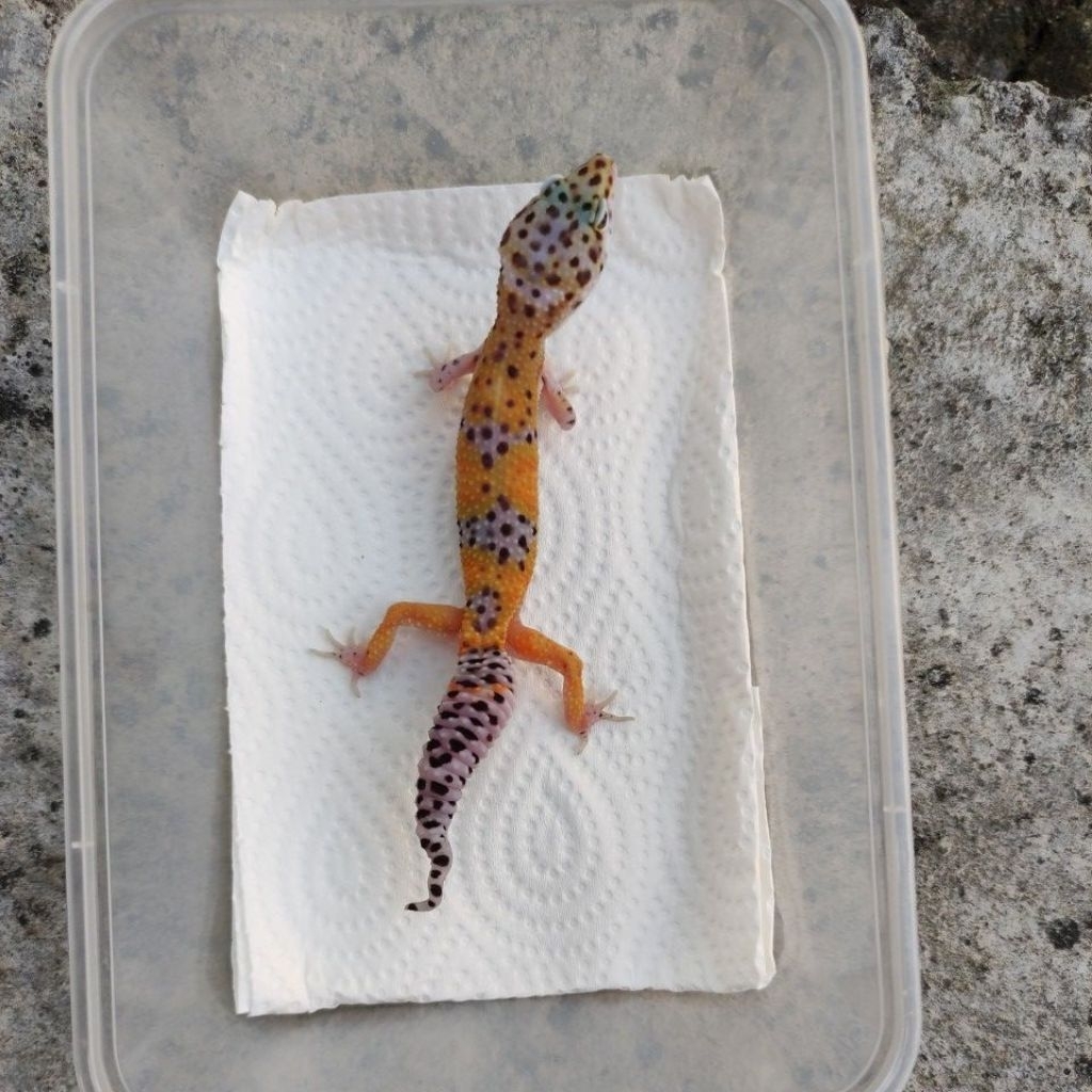 MAINAN ANAK GECKO JUVE MINUSAN_BLACKLIGHT FEMALE