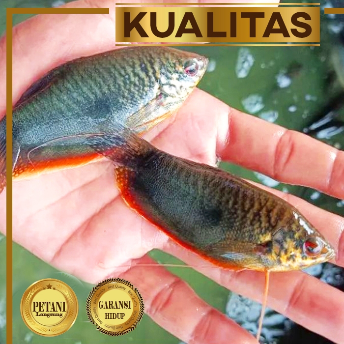 Indukan Sepat Sawah (Sepasang) Ikan Hias Kolam Aquarium Aquascape Tanaman Air Tawar