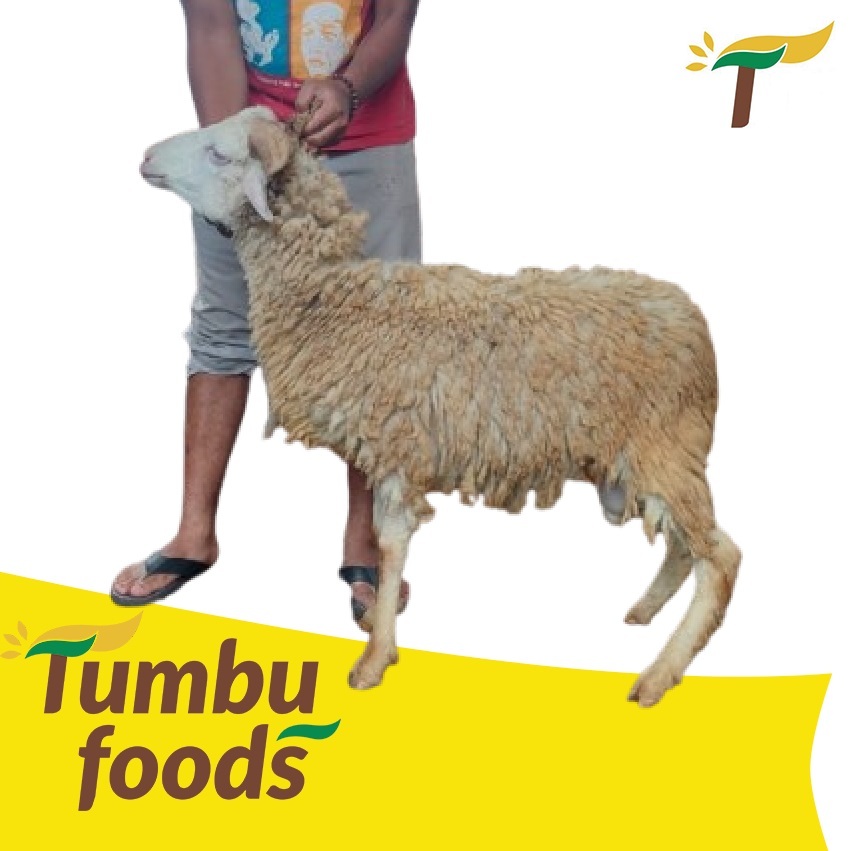 Domba Kurban Idul Adha  Hewan Hidup - Lunas 100% - Free Ongkir Qurban