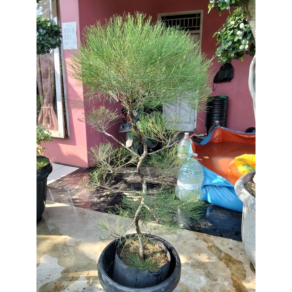 bonsai Cemara udang tinggi 125 cm bonsai taman Cemara udang