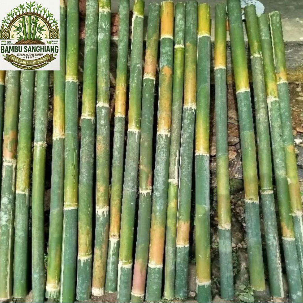 bambu tongkat ukuran160 cm