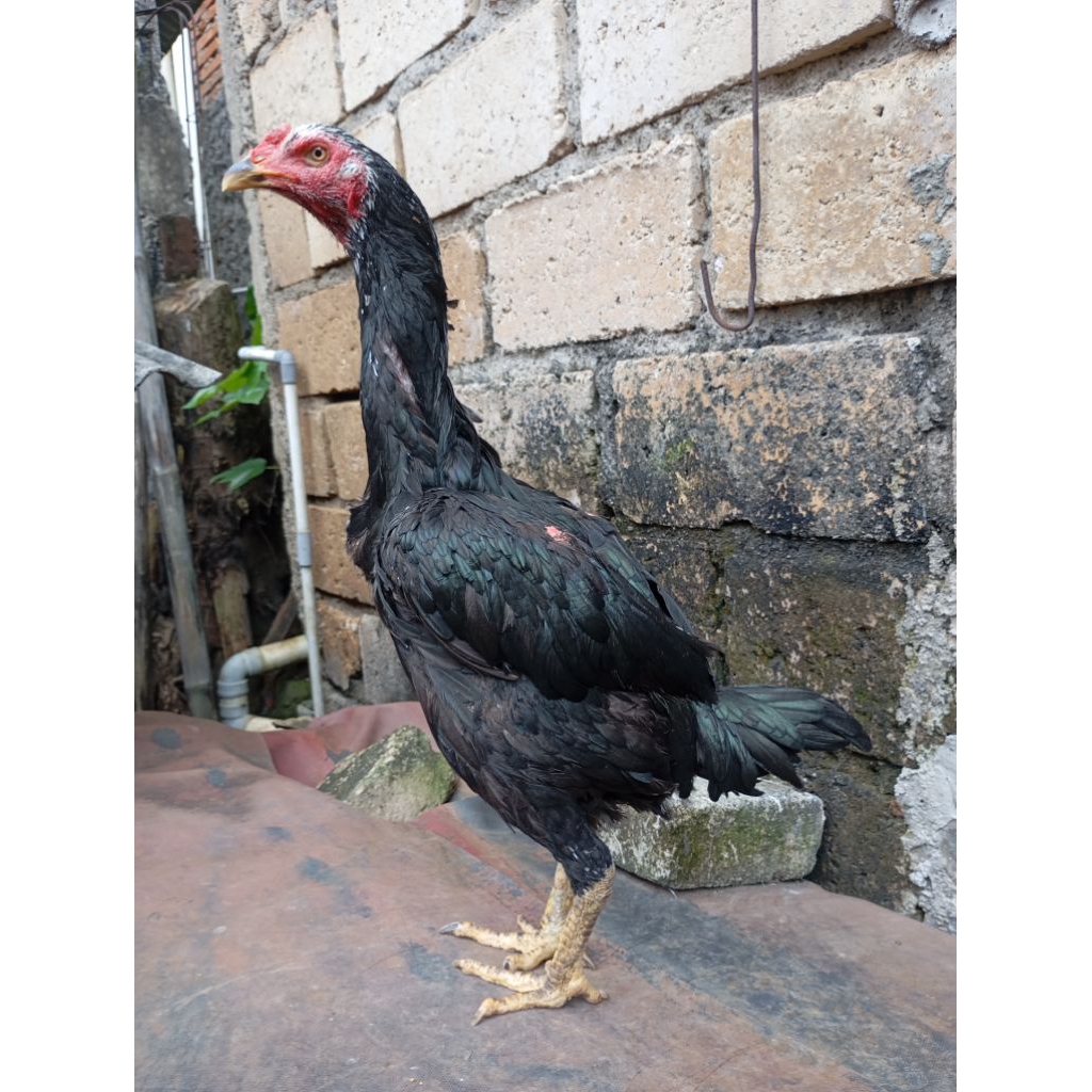 Ayam bangkok klasik betina biang di Jakarta