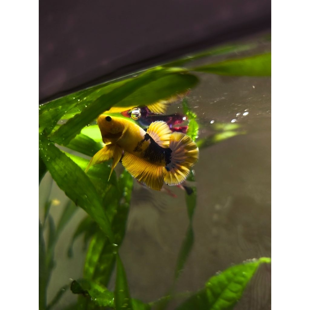 Cupang Yellow PK