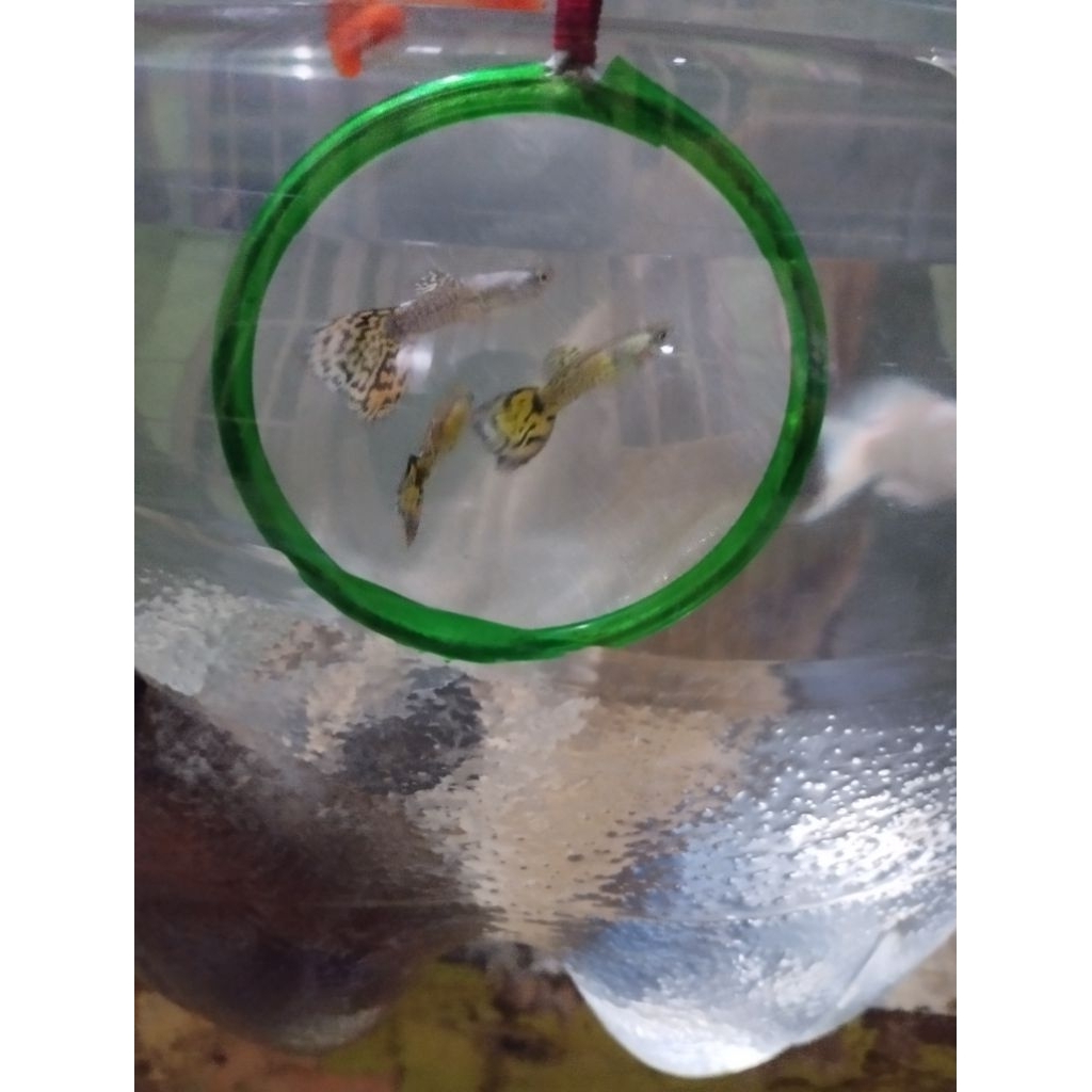 Hiasan aquarium guppy yellow tiger
