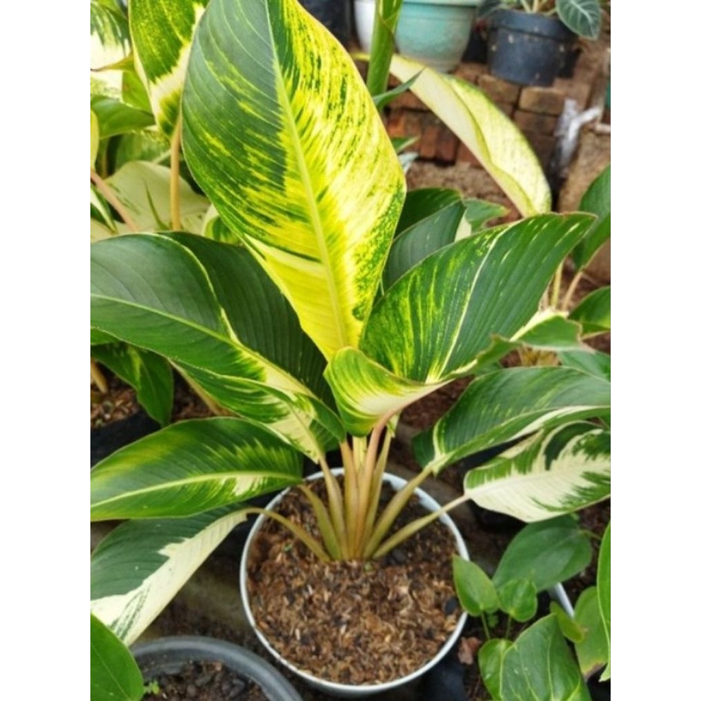 pisang"gan varigata kuning