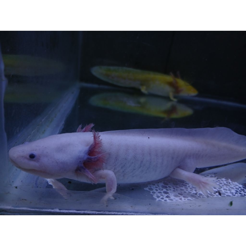 BABY AXOLOTL LEUCISTIC 6cm