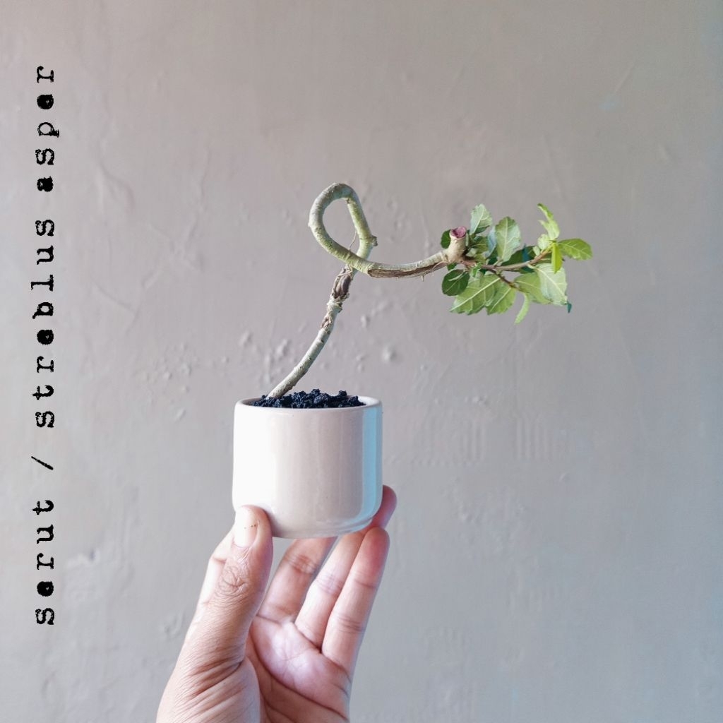BONSAI SERUT MINI DIKIRIM SESUAI FOTO
